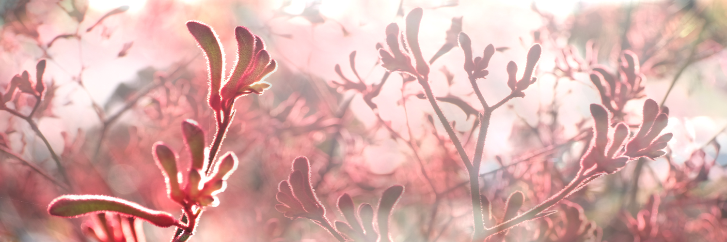 SILK TWILL SCARF: Kangaroo Paw