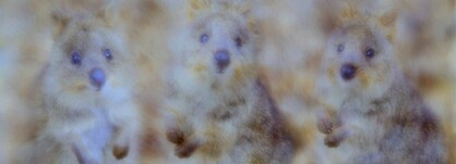 SILK TABBI SCARF: Quokka