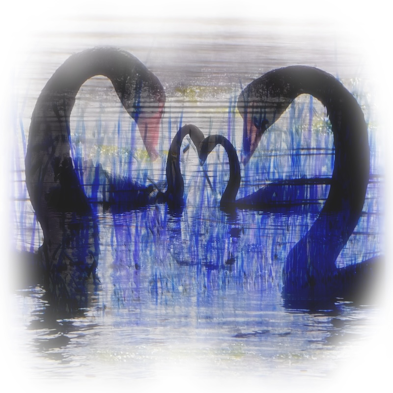 SILK TWILL MINI SCARF: Black Swans