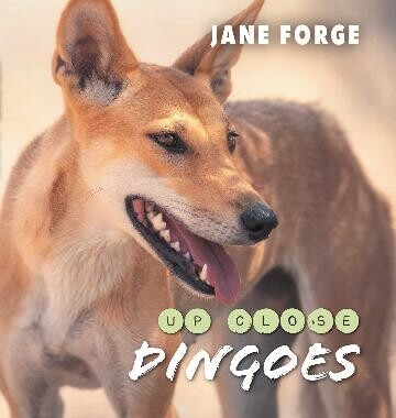Dingoes Up Close