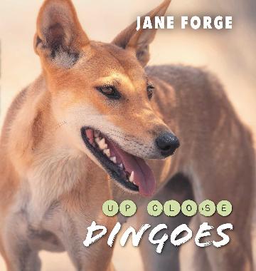 Dingoes Up Close