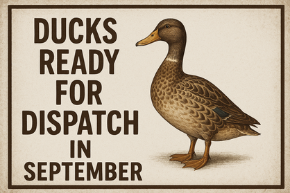 Dispatch September