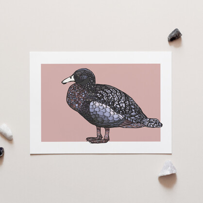 Whio on Pink A4 Art Print – Blue Duck