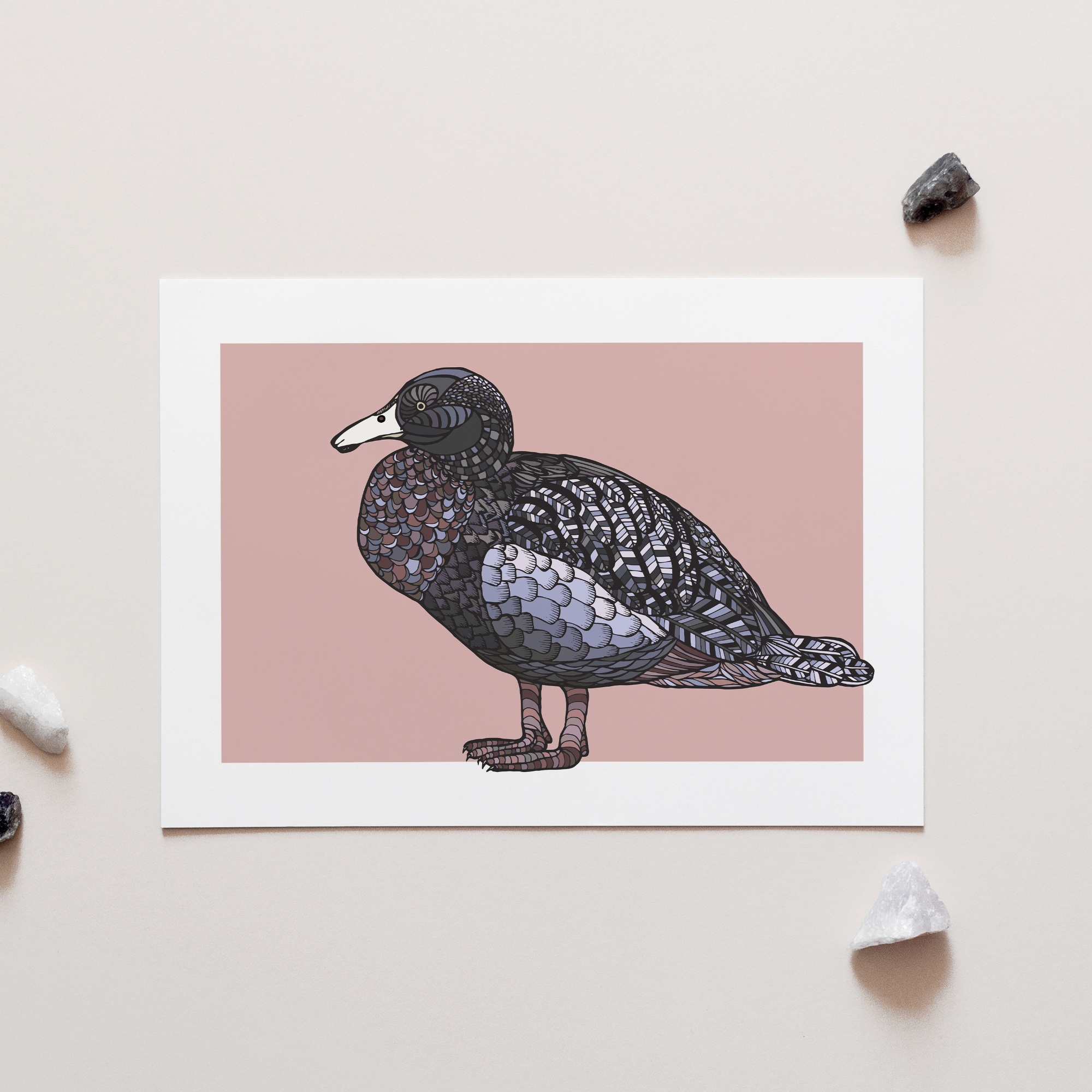 Whio on Pink A4 Art Print – Blue Duck