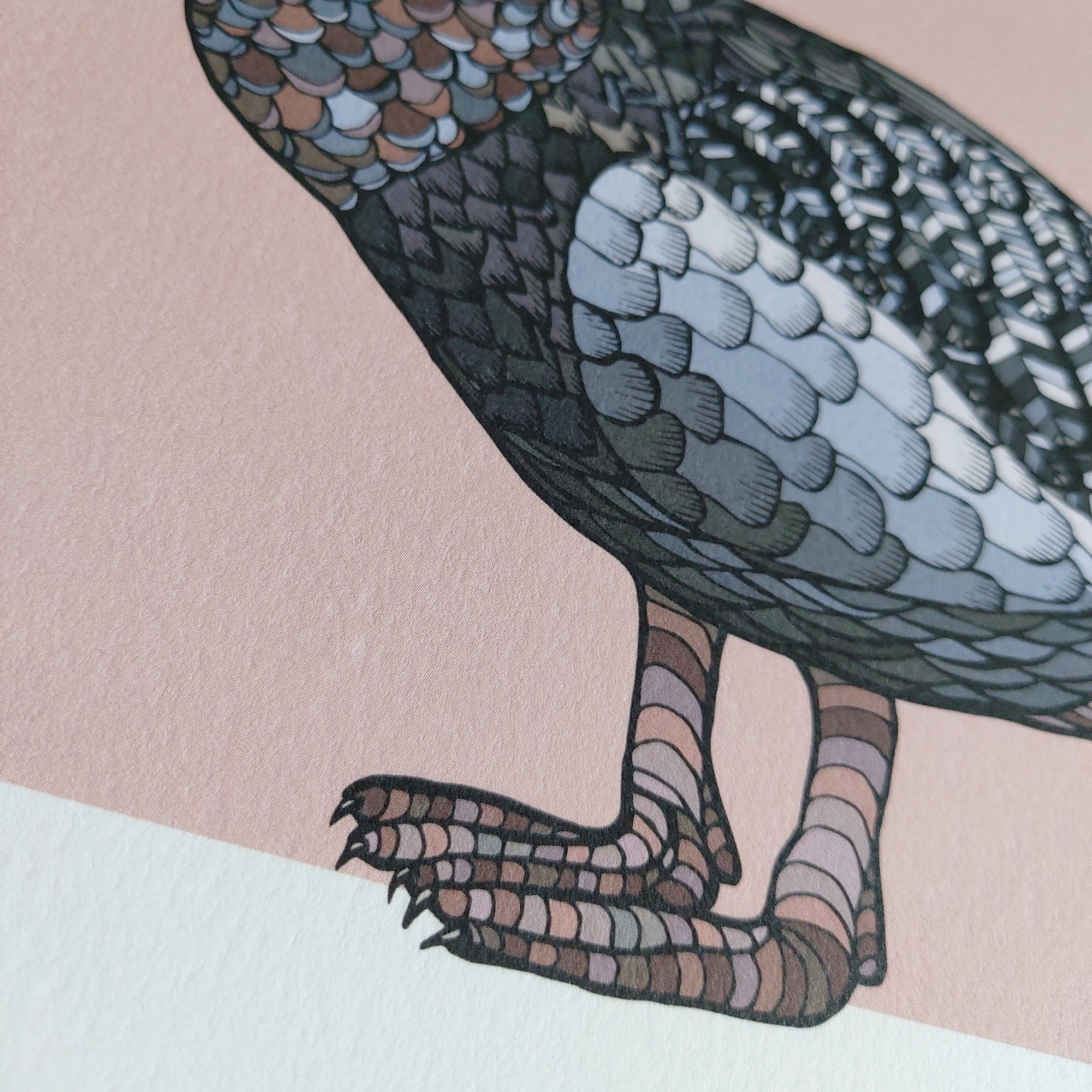 Whio on Pink A4 Art Print – Blue Duck