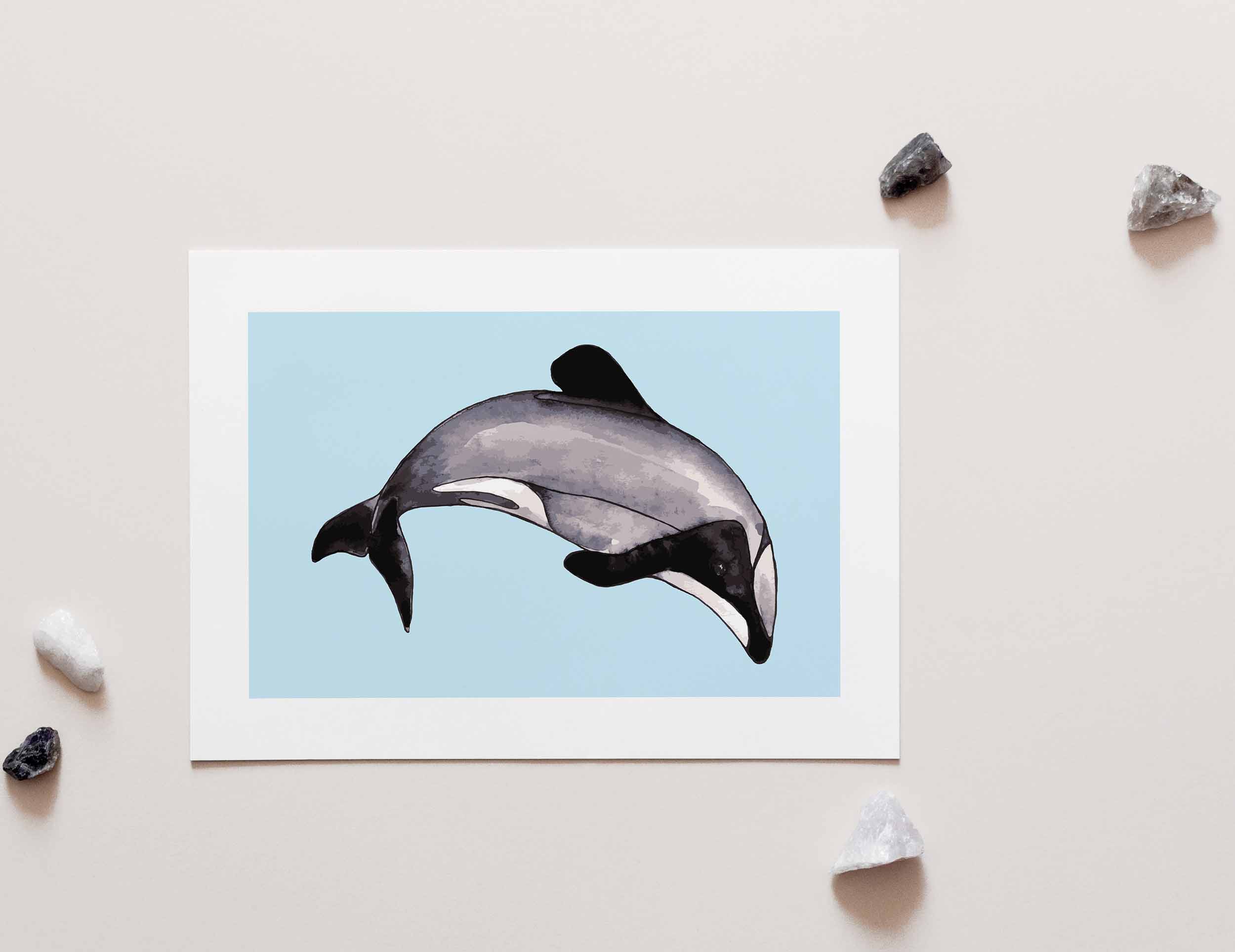 Maui Dolphin A4 Art Print