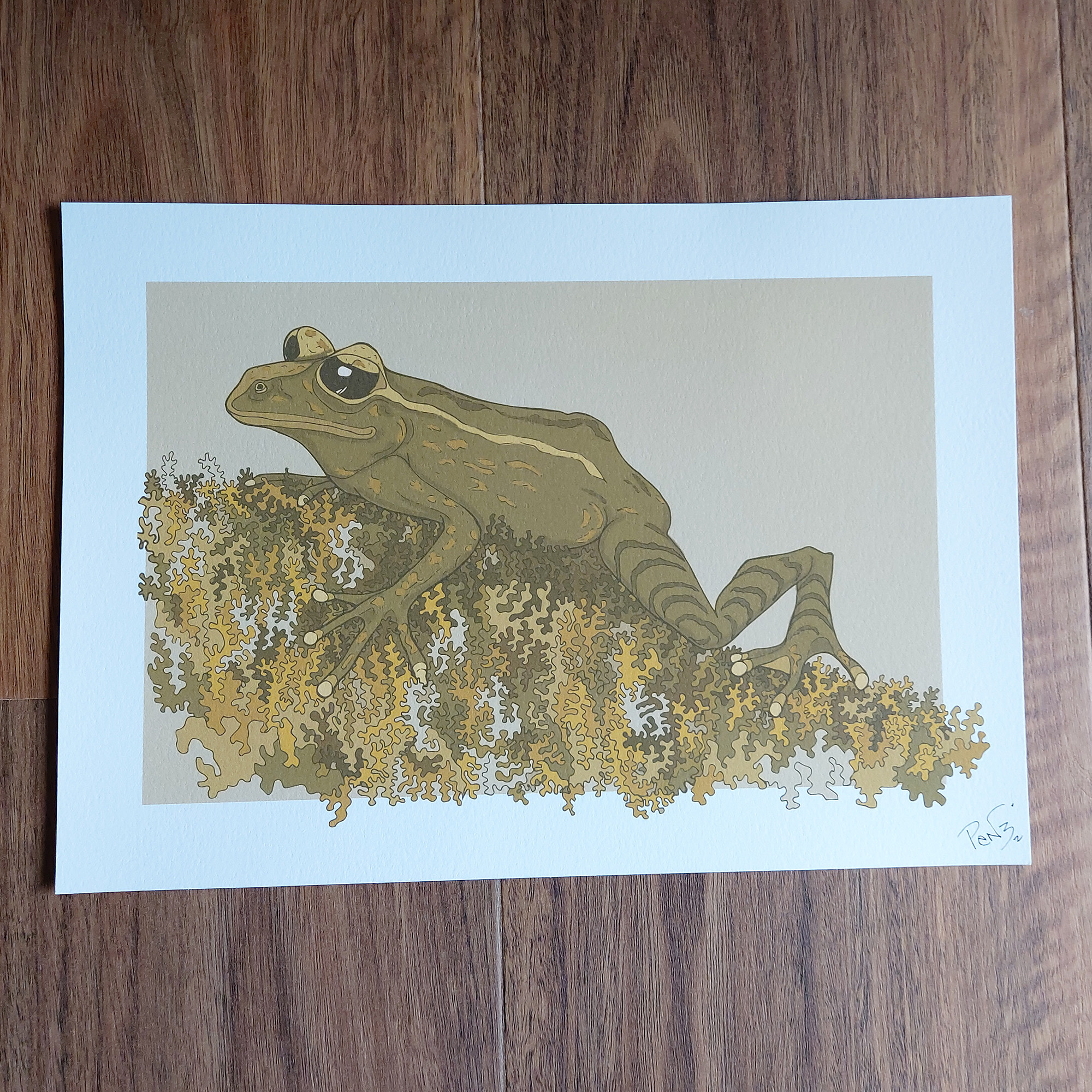 Mossy Frog A4 Art Print - Maud Island frog