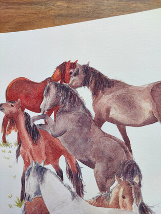 Wild Kaimanawas Art Print – horses