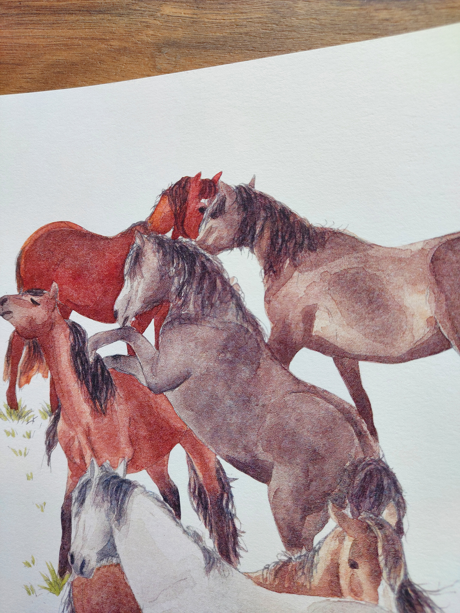 Wild Kaimanawas Art Print – horses