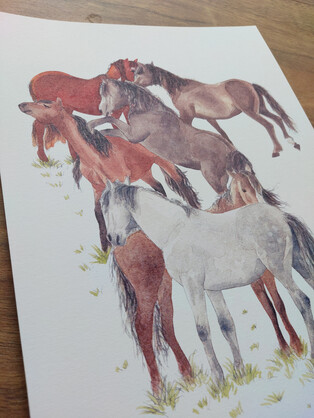 Wild Kaimanawas Art Print – horses