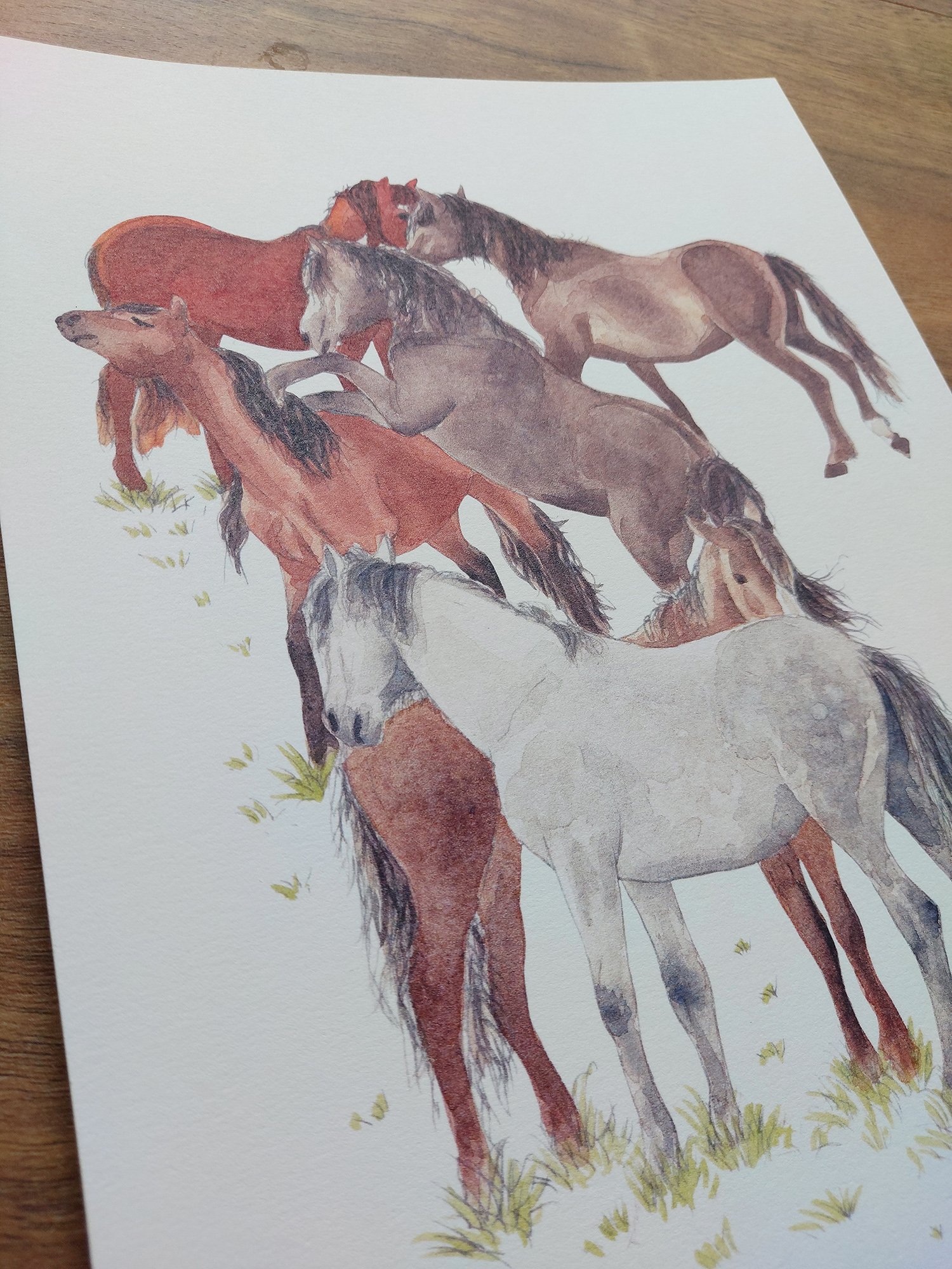 Wild Kaimanawas Art Print – horses
