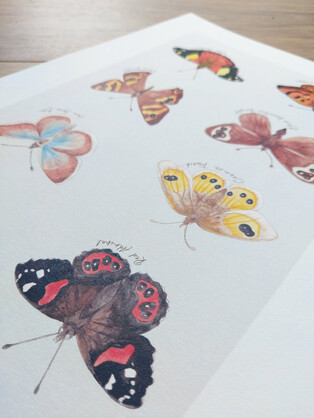 NZ Native Butterflies Art Print