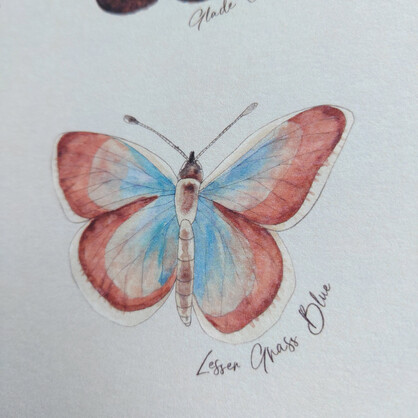 NZ Native Butterflies Art Print