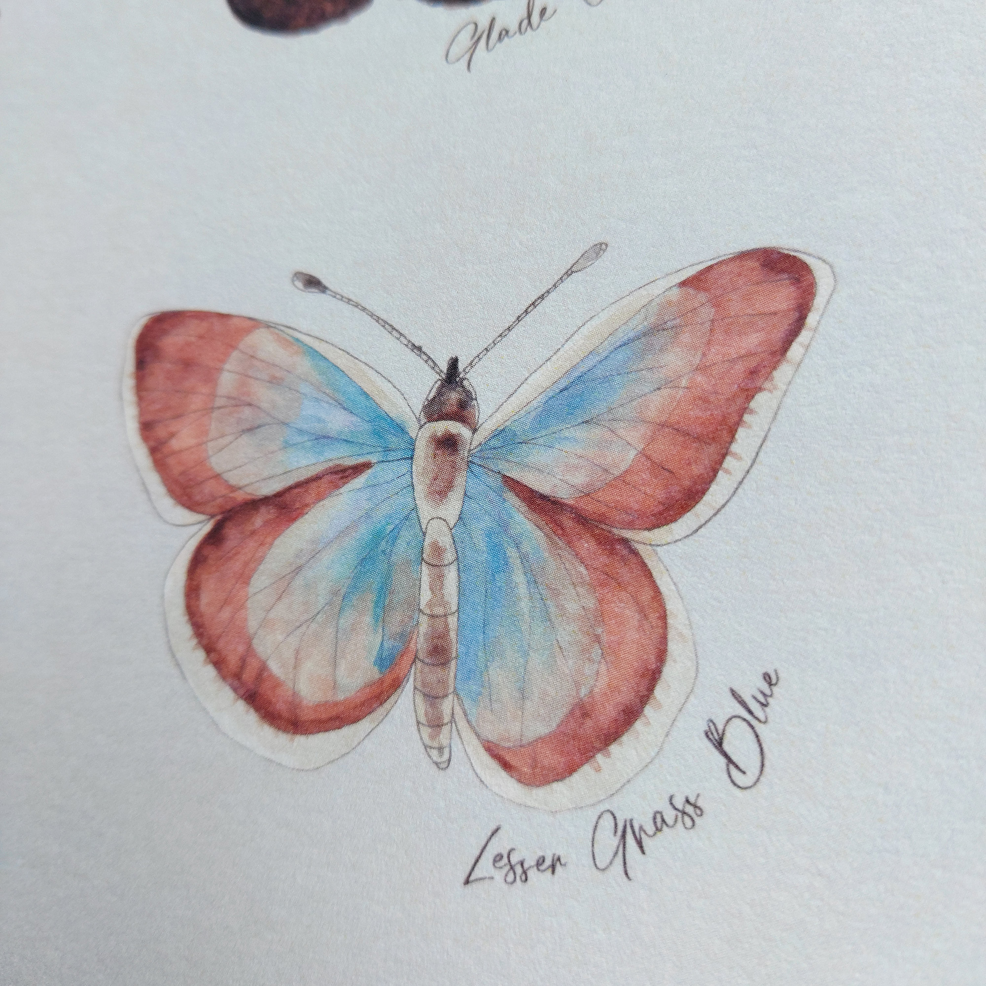NZ Native Butterflies Art Print