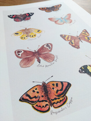 NZ Native Butterflies Art Print