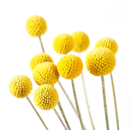 Urban Greens Australian Native Billy Buttons Grow Kit