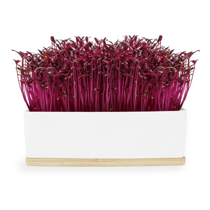 Microgreens Mini Gardens - Amaranth