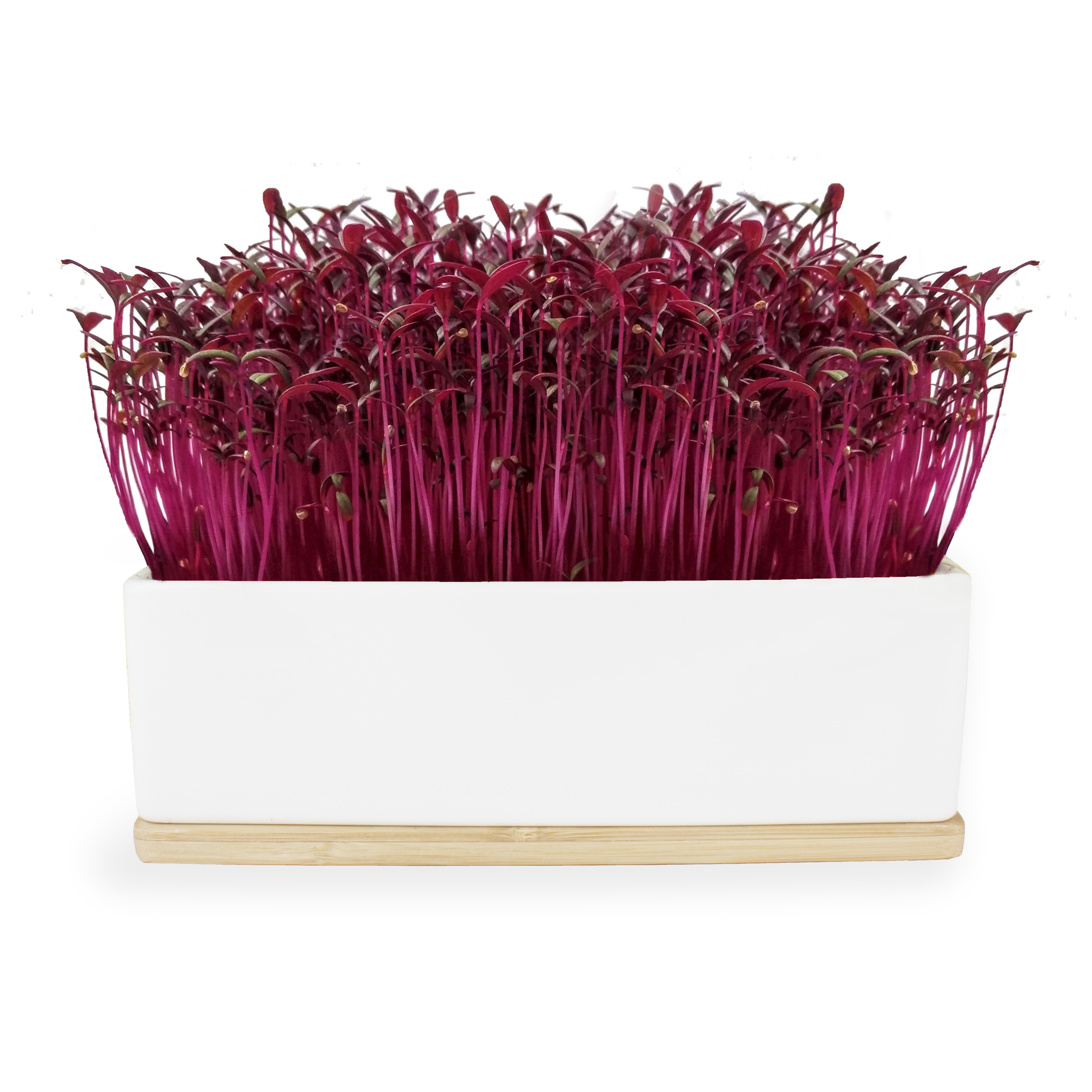 Microgreens Mini Gardens - Amaranth