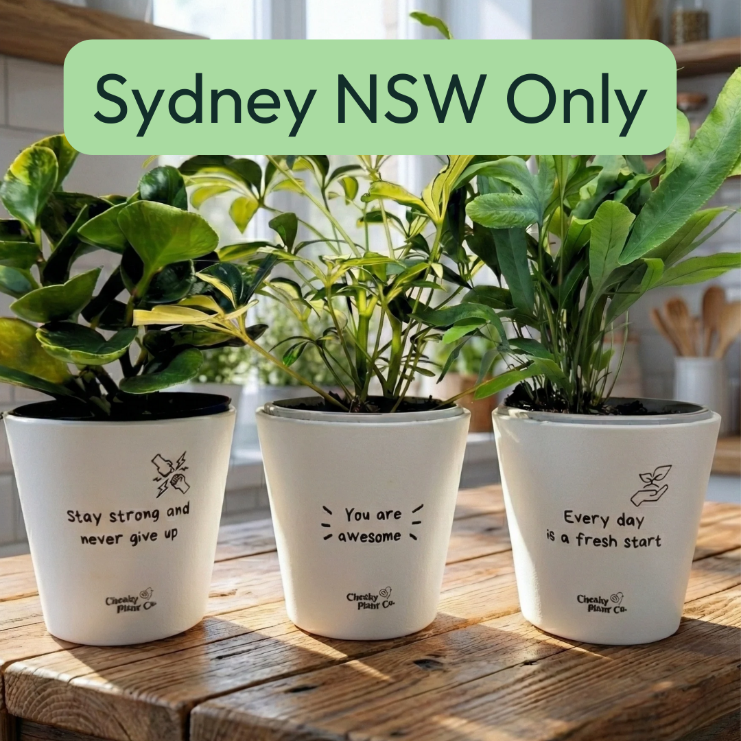 Wholesale [Sydney Only] Trio Assorted Indoor Plants in Positive