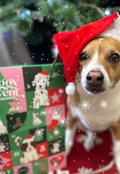 Paws For Change Christmas