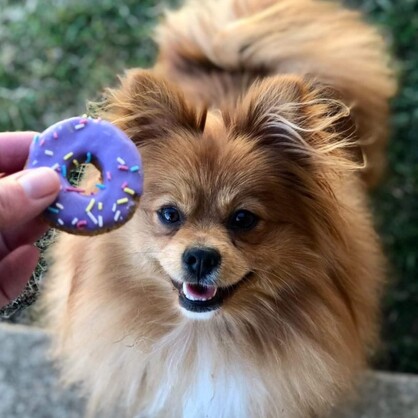 DOGGIE DONUTS - LITTLE | 6 PEICES