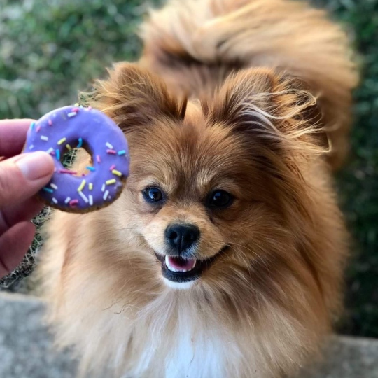 DOGGIE DONUTS - LITTLE | 6 PEICES