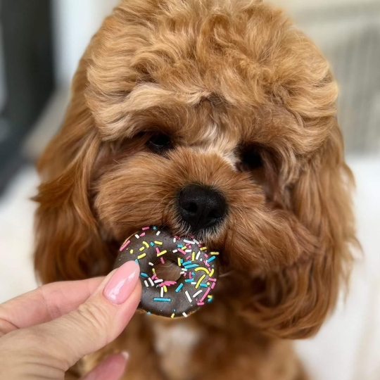 DOGGIE DONUTS - LITTLE | 6 PEICES