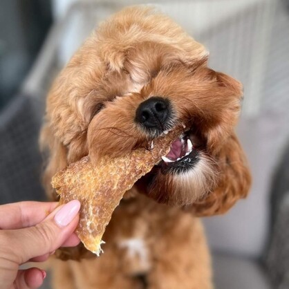CHICKEN BREAST DOG TREATS | HEALTHY PET TREATS
