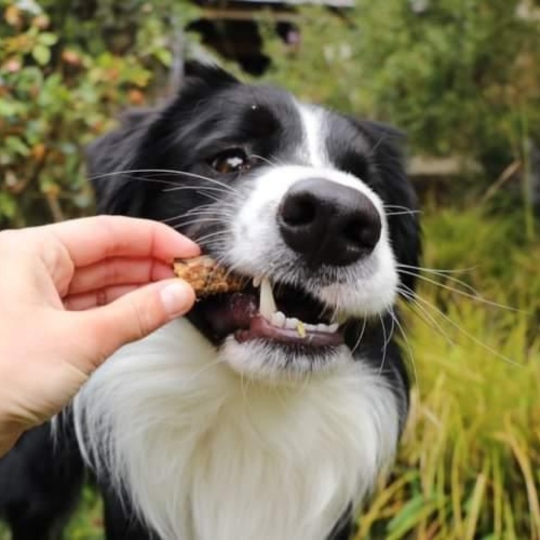CRUNCHY CHOOK NECKS | CHICKEN DOG TREATS