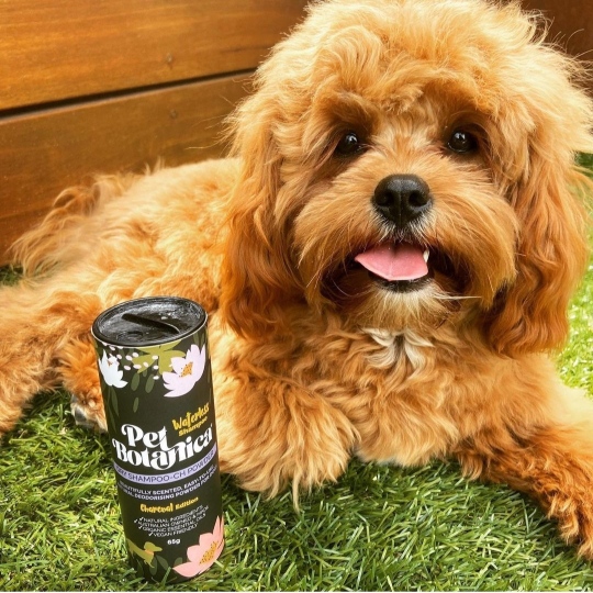 DRY SHAMPOO FOR DOGS - WITH CHARCOAL