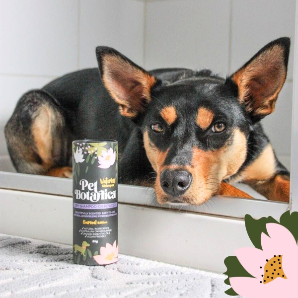 DRY SHAMPOO FOR DOGS - WITH CHARCOAL
