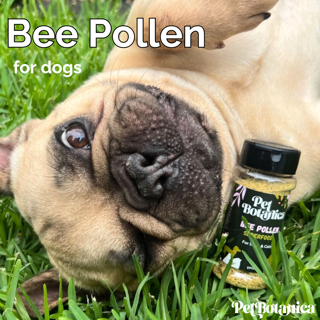BEE POLLEN MEAL TOPPER FOR DOGS AND CATS