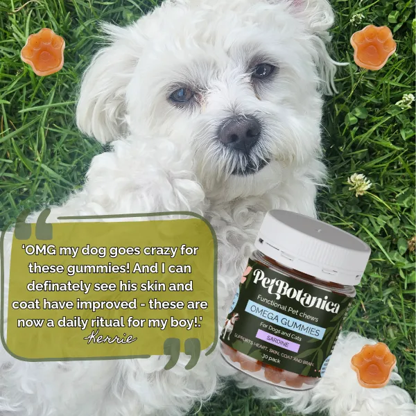 Omega-3 Fish Oil Gummies for Dogs & Cats | Omega Supplement | Skin & Coat Care | Joint Support | Heart & Brain Support - Australian-made