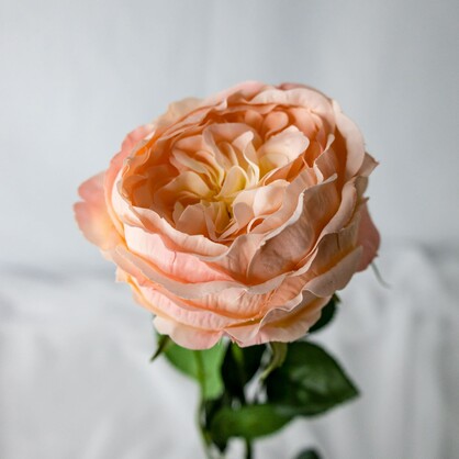 Pink/Cream David Austin Soft Touch Open Bloom Rose  - Realistic Artificial Flowers