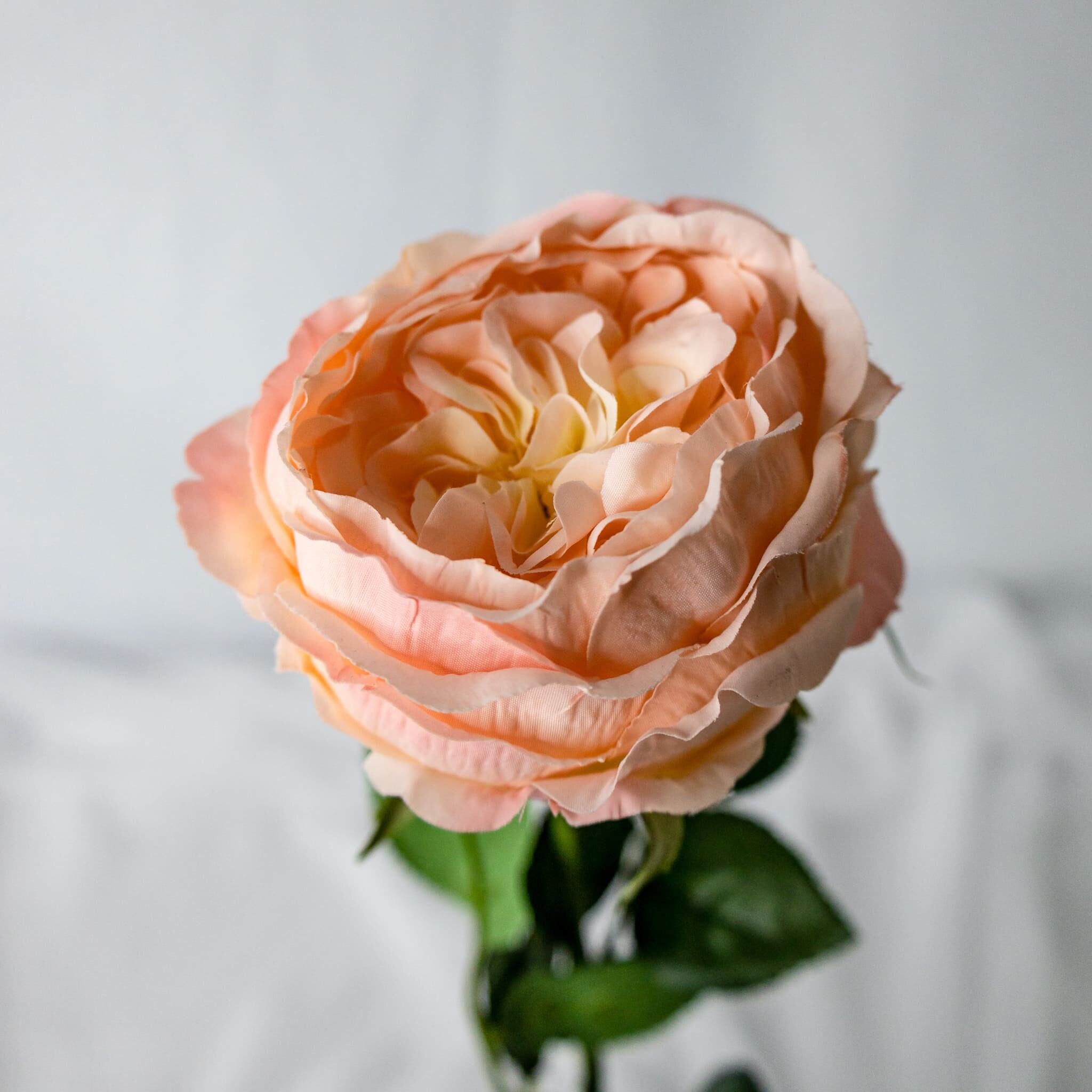 Pink/Cream David Austin Soft Touch Open Bloom Rose  - Realistic Artificial Flowers