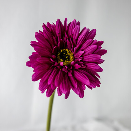 Magenta Real Touch Gerbera - Realistic Artificial Flowers