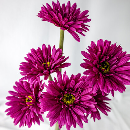 Magenta Real Touch Gerbera - Realistic Artificial Flowers