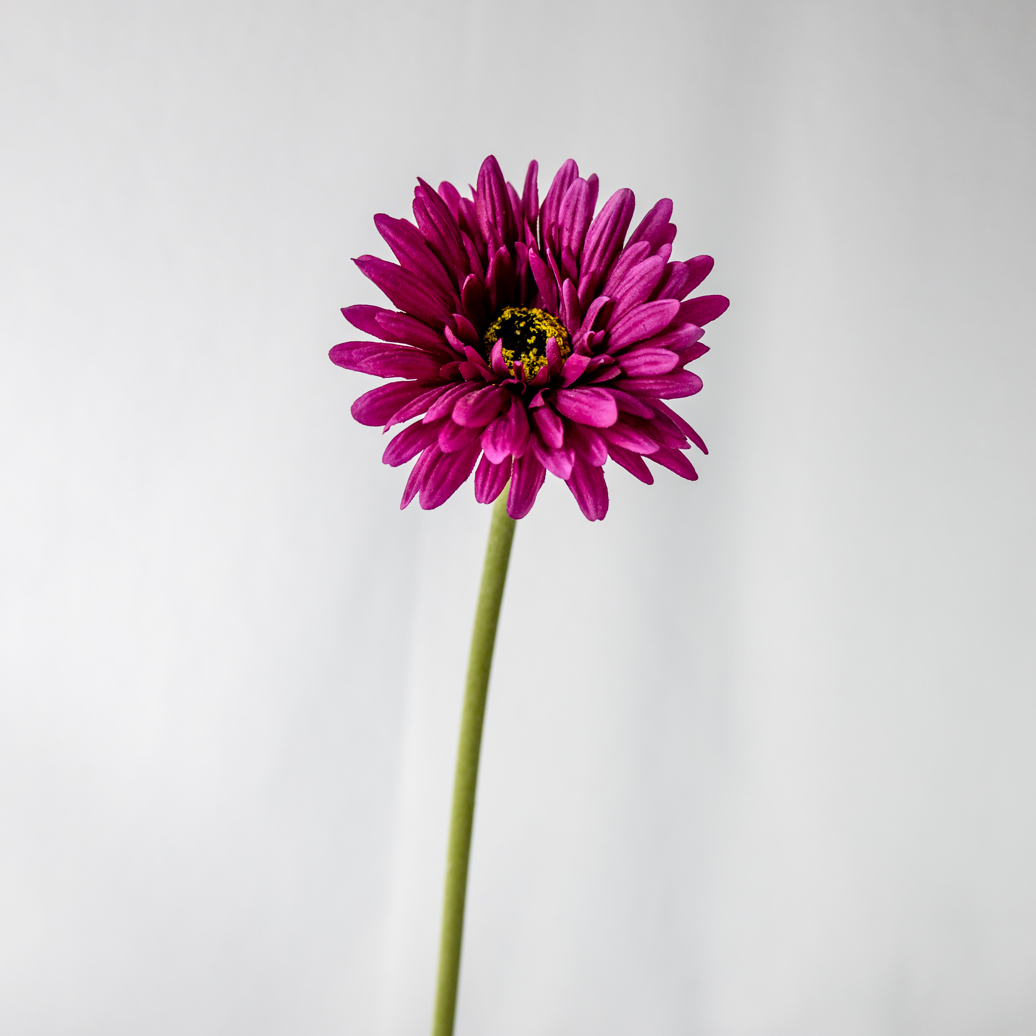 Magenta Real Touch Gerbera - Realistic Artificial Flowers
