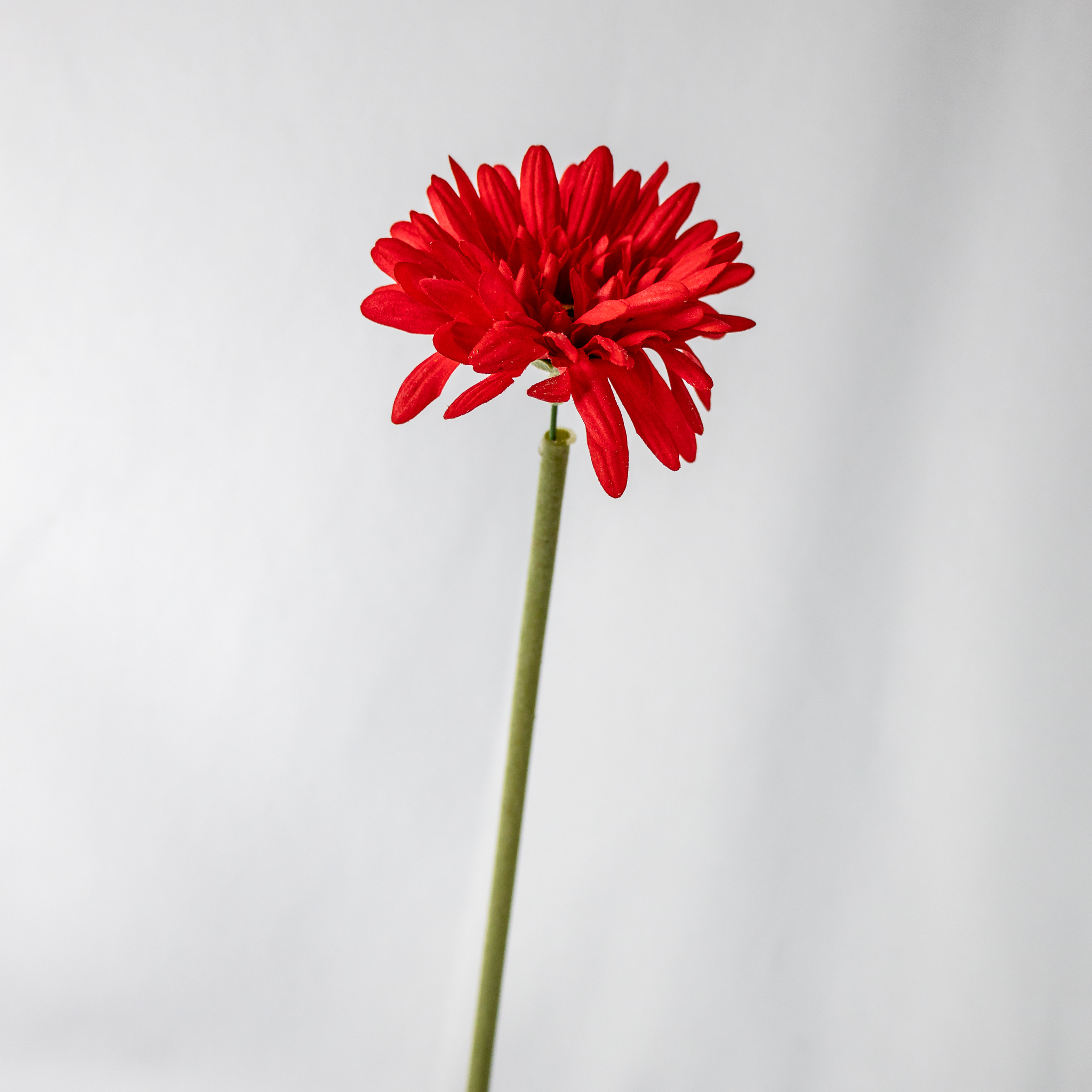 Red Gerbera -Real Touch - Realistic Artificial Flowers