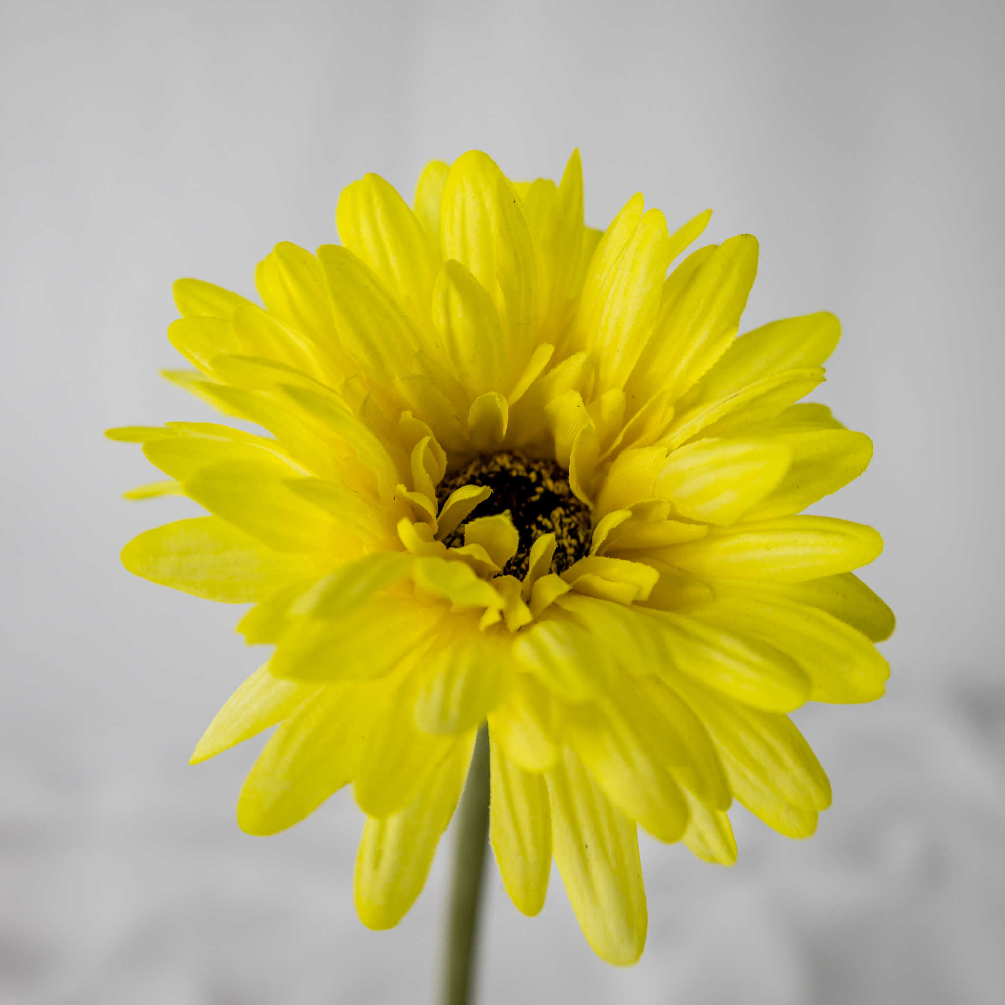 Yellow Real Touch Gerbera - Realistic Artificial Flowers