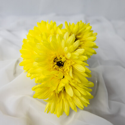 Yellow Real Touch Gerbera - Realistic Artificial Flowers