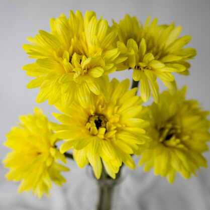 Yellow Real Touch Gerbera - Realistic Artificial Flowers