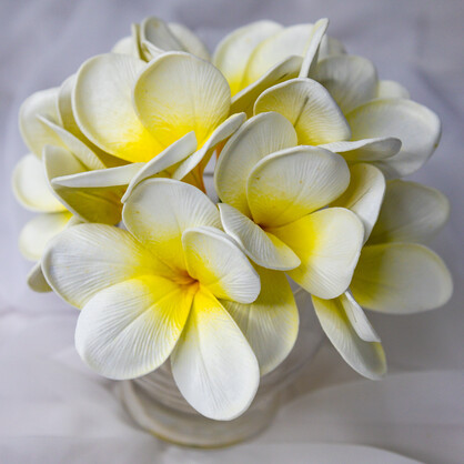 White Yellow Frangipani Flowerhead ( 6 Pack )  - Realistic Artificial Flowers