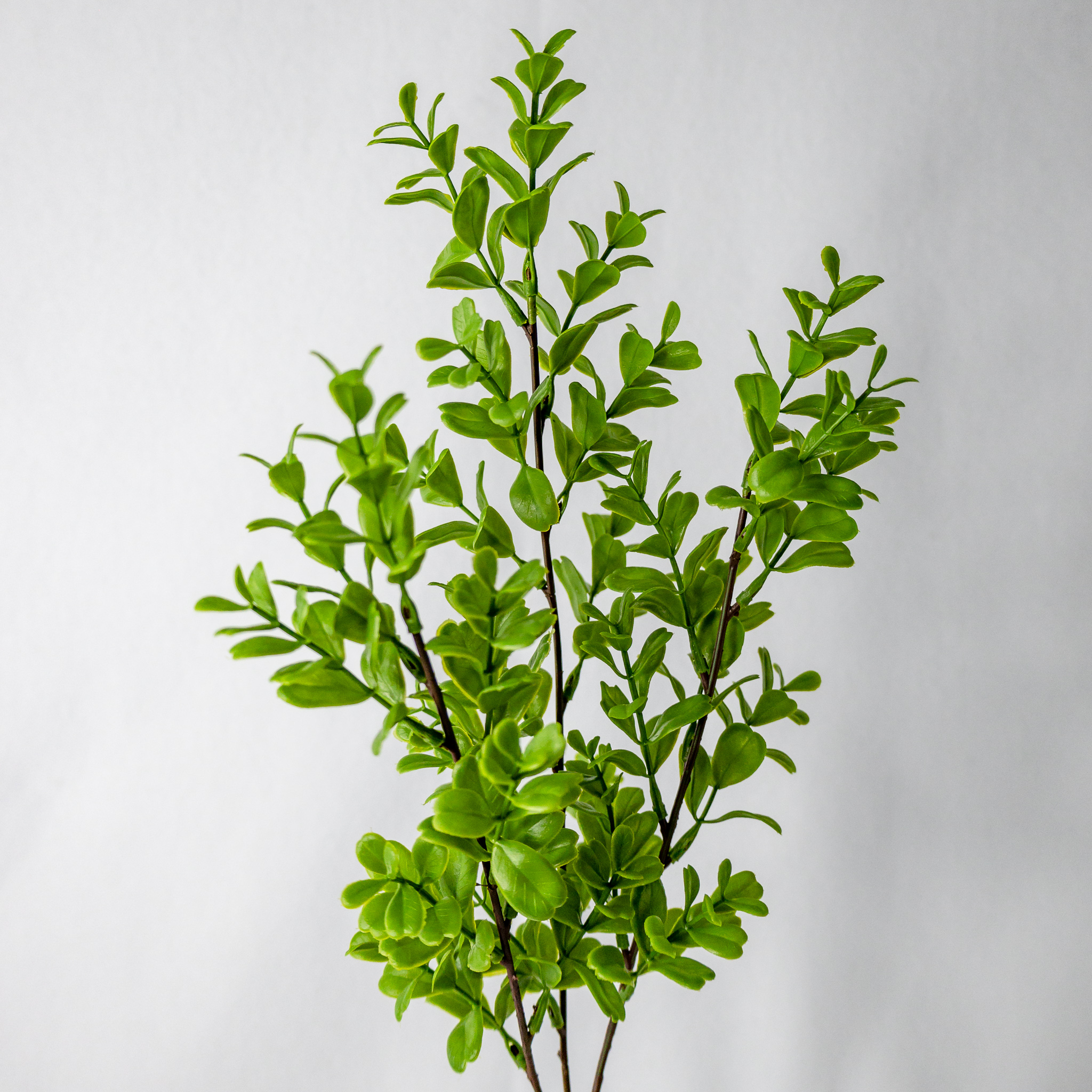 Brush Box - Realistic Artificial Flowers and Greenery
