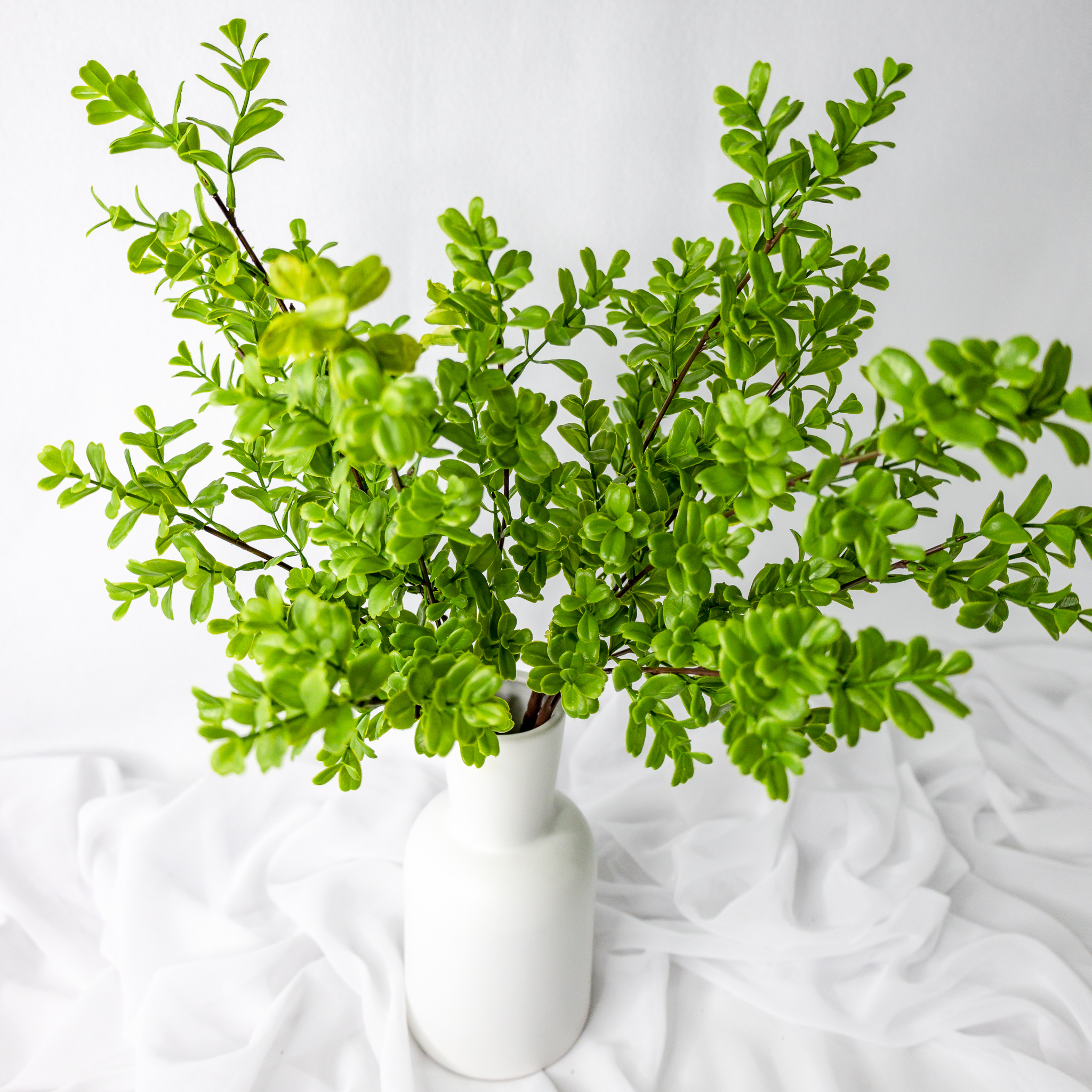 Brush Box - Realistic Artificial Flowers and Greenery