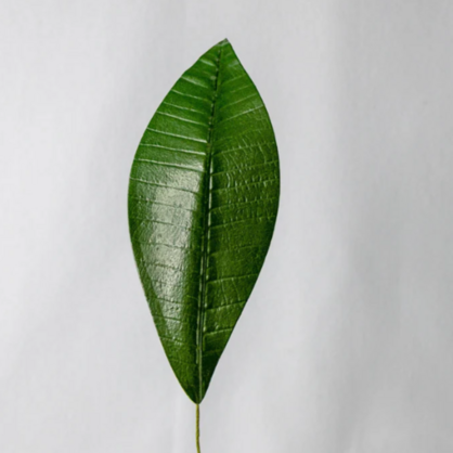 Pointed Frangipani Leaf (12 Pack) - Realistic Artificial Flowers and Greenery