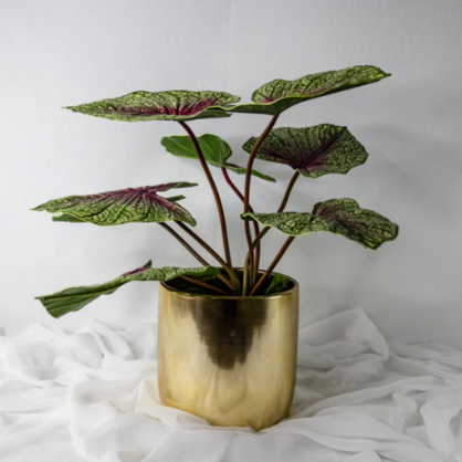 Moss Green Caladium Leaf - Realistic Artificial Flowers and Greenery