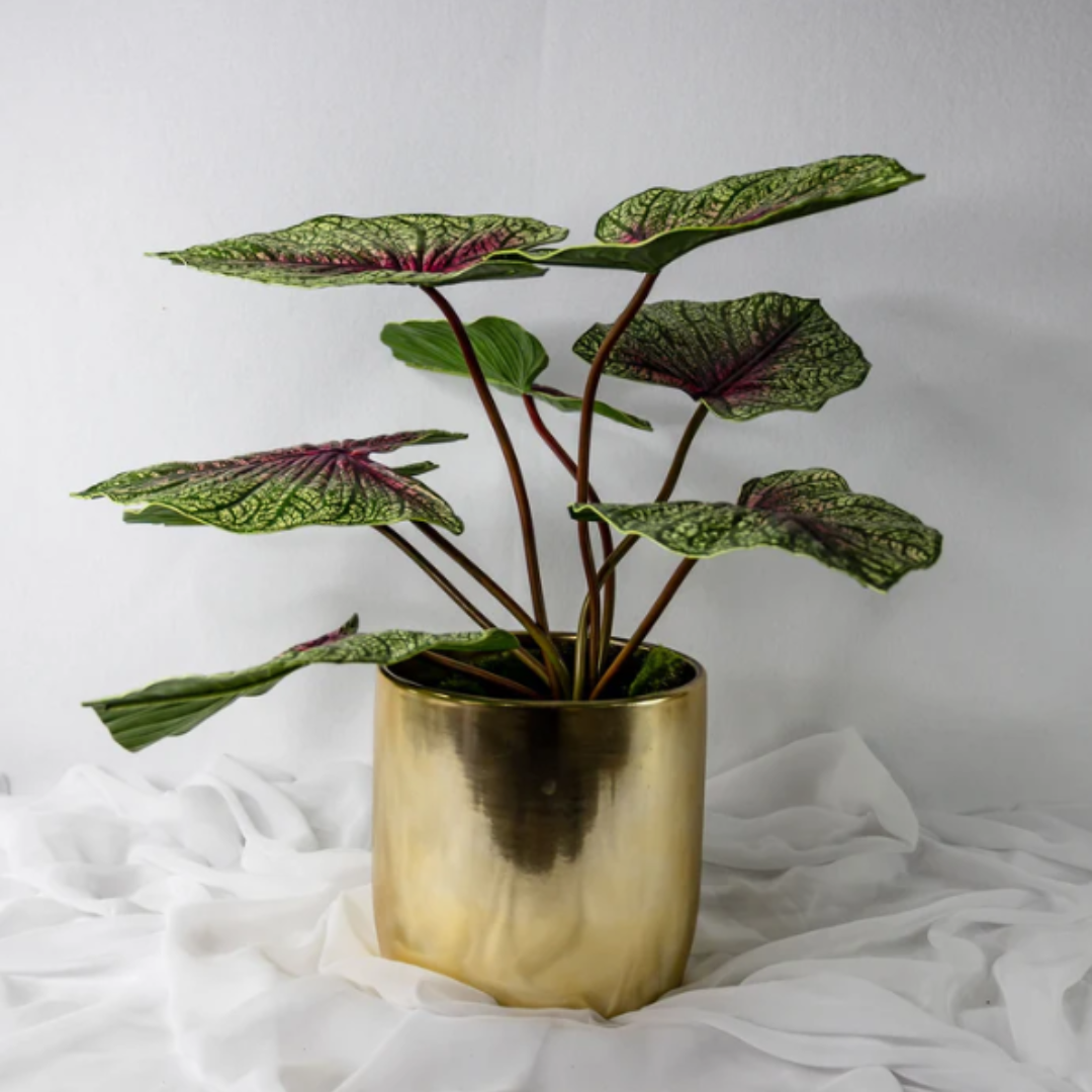 Moss Green Caladium Leaf - Realistic Artificial Flowers and Greenery