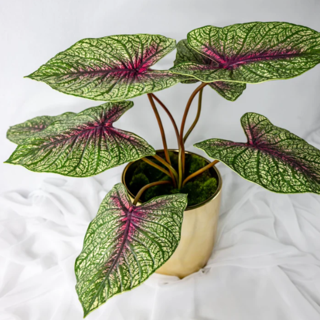 Moss Green Caladium Leaf - Realistic Artificial Flowers and Greenery