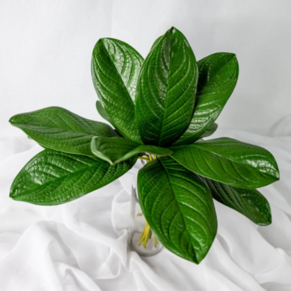 Large Magnolia Leaf (12 Pack) - Realistic Artificial Flowers